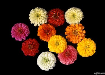 Цинния изящная (Zinnia elegans)