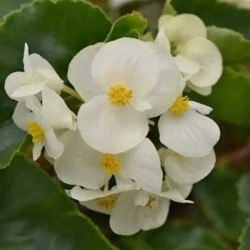 Бегония гибридная (зеленая листва) (Begonia hybrida)