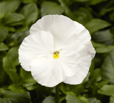 Виола Виттрока (Viola wittrockiana) Виола Виттрока (Viola wittrockiana)