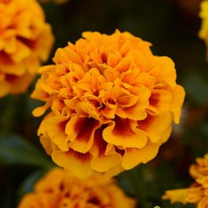 Бархатцы отклоненные (Tagetes patula) Бархатцы отклоненные (Tagetes patula)