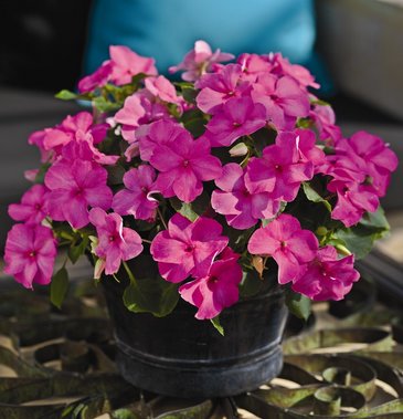 Бальзамин Уоллера (Impatiens walleriana)