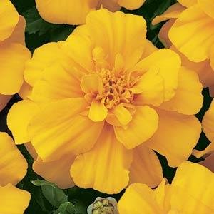 Бархатцы отклоненные (Tagetes patula) Бархатцы отклоненные (Tagetes patula)