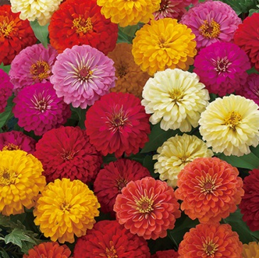 Цинния изящная (Zinnia elegans)