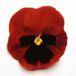 Виола виттрока (Viola wittrockiana) Виола виттрока (Viola wittrockiana)