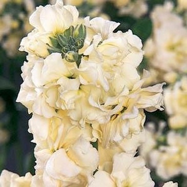 Левкой седой (Matthiola incana)