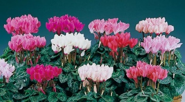 Цикламен персидский (Cyclamen persicum)