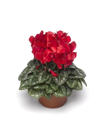 Цикламен персидский (Cyclamen persicum)