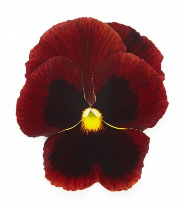 Виола виттрока (Viola wittrockiana) Виола виттрока (Viola wittrockiana)