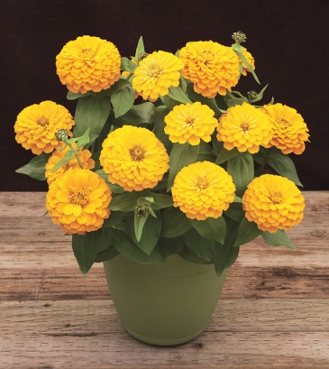 Цинния изящная (Zinnia elegans) Цинния изящная (Zinnia elegans)