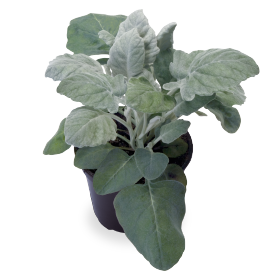 Цинерария приморская (Senecio cineraria) Цинерария приморская (Senecio cineraria)
