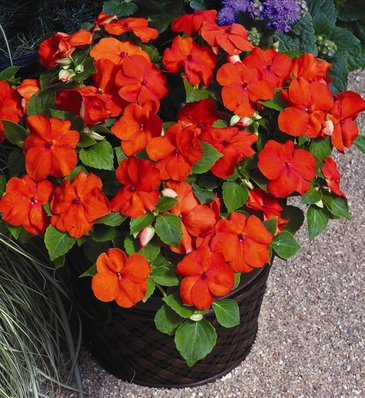Бальзамин Уоллера (Impatiens walleriana)