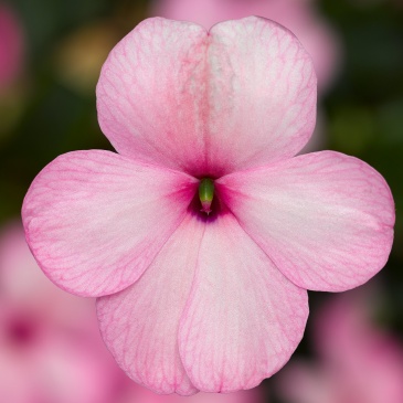 Бальзамин Уоллера ампельный (Impatiens walleriana) Бальзамин Уоллера ампельный (Impatiens walleriana)