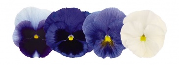 Виола виттрока (Viola wittrockiana) Виола виттрока (Viola wittrockiana)