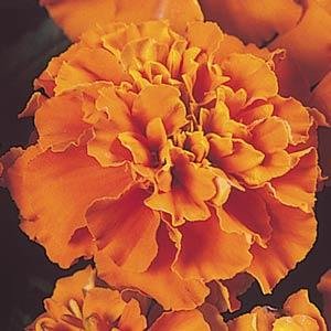 Бархатцы отклоненные (Tagetes patula) Бархатцы отклоненные (Tagetes patula)