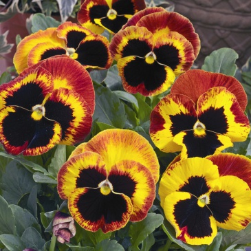 Виола Виттрока (Viola wittrockiana)