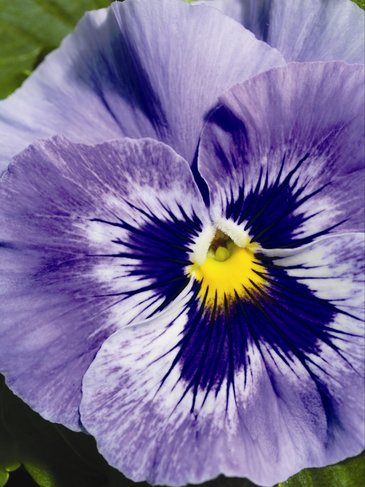Виола Виттрока (Viola wittrockiana) Виола Виттрока (Viola wittrockiana)