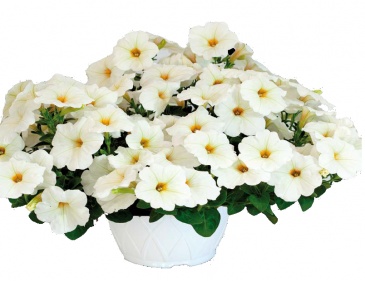 Петуния ампельная гибридная (Petunia x hybrida)