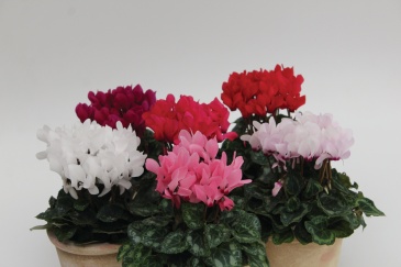 Цикламен персидский (Cyclamen persicum)