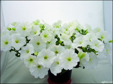 Петуния ампельная гибридная (Petunia x hybrida)
