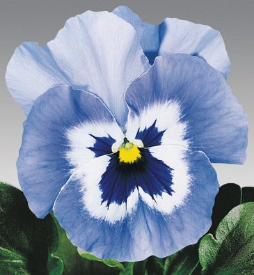 Виола виттрока (Viola wittrockiana) Виола виттрока (Viola wittrockiana)