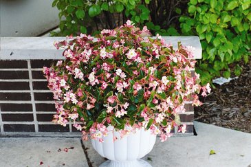 Бегония гибридная (зеленая листва) (Begonia hybrida) Бегония гибридная (зеленая листва) (Begonia hybrida)