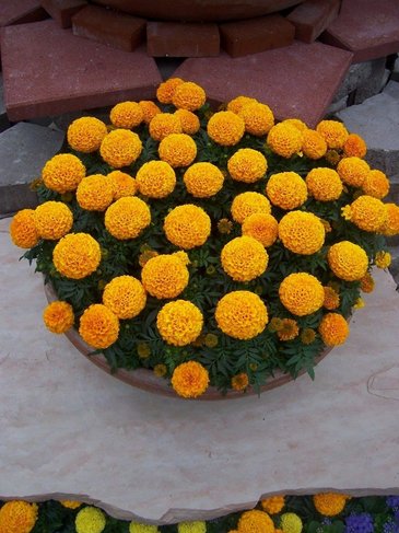 Бархатцы прямостоячие (Tagetes erecta)