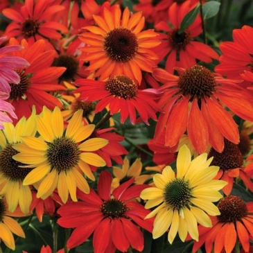 Эхинацея гибридная (Echinacea purpurea)