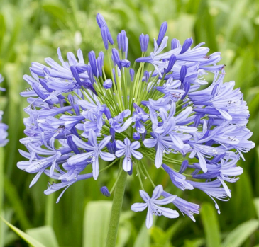 Агапантус восточный (Agapanthus orientalis)