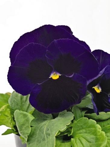 Виола виттрока (Viola wittrockiana) Виола виттрока (Viola wittrockiana)