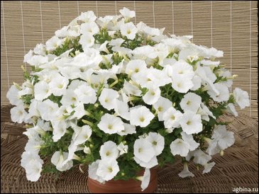 Петуния ампельная гибридная (Petunia x hybrida)