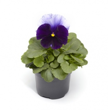 Виола Виттрока (Viola wittrockiana) Виола Виттрока (Viola wittrockiana)