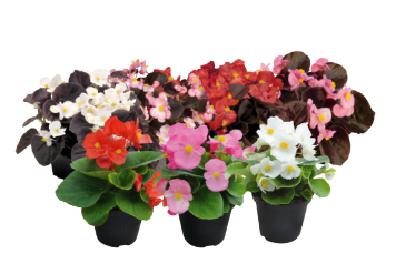 Бегония вечноцветущая (зеленая и бронзовая листва) (Begonia semperflorens) Бегония вечноцветущая (зеленая и бронзовая листва) (Begonia semperflorens)