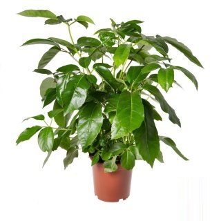 Шеффлера лучелистная (Schefflera actinophylla) Шеффлера лучелистная (Schefflera actinophylla)