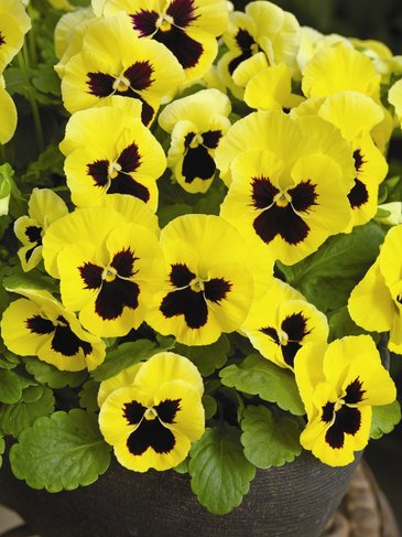 Виола Виттрока (Viola wittrockiana)