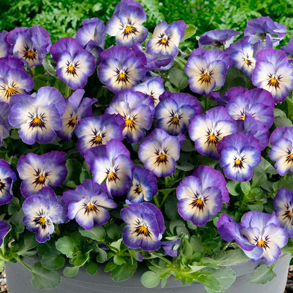 Тәжік порно