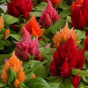 Целозия метельчатая (Celosia plumosa) Целозия метельчатая (Celosia plumosa)