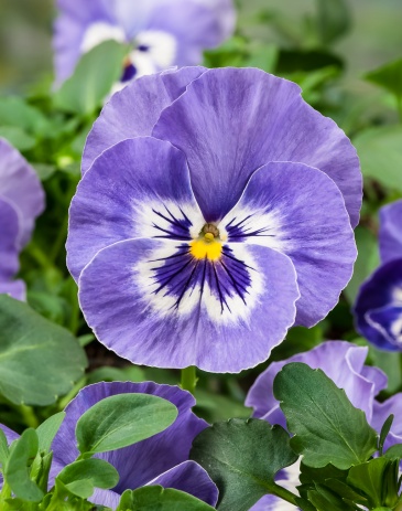 Виола Виттрока (Viola wittrockiana) Виола Виттрока (Viola wittrockiana)