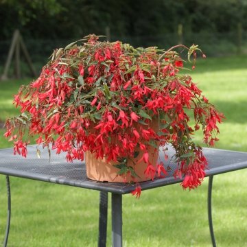 Бегония боливийская ампельная (Begonia boliviensis x hybrida)