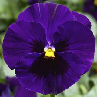 Виола Виттрока (Viola wittrockiana) Виола Виттрока (Viola wittrockiana)