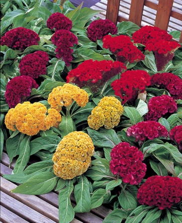 Целозия гребенчатая (Celosia cristata)