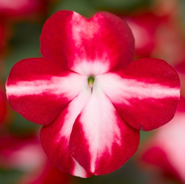 Бальзамин Уоллера ампельный (Impatiens walleriana) Бальзамин Уоллера ампельный (Impatiens walleriana)