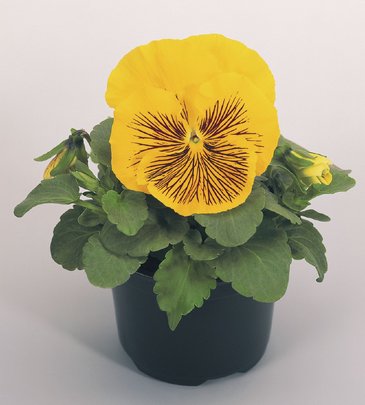 Виола виттрока (Viola wittrockiana) Виола виттрока (Viola wittrockiana)