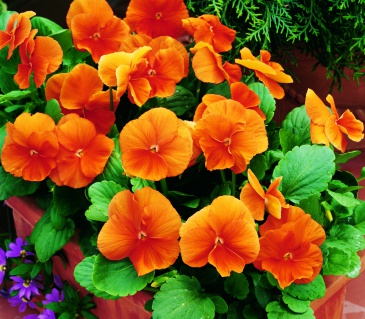 Виола Виттрока (Viola wittrockiana)
