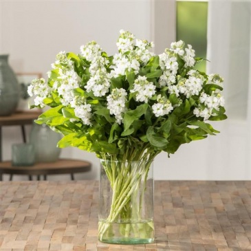 Левкой седой (Matthiola incana)