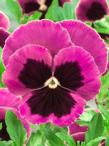 Виола Виттрока (Viola wittrockiana) Виола Виттрока (Viola wittrockiana)