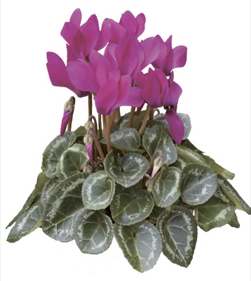 Цикламен персидский (Cyclamen persicum)