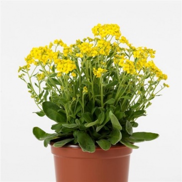 Алиссум скальный (Alyssum (aurinia) saxatile)