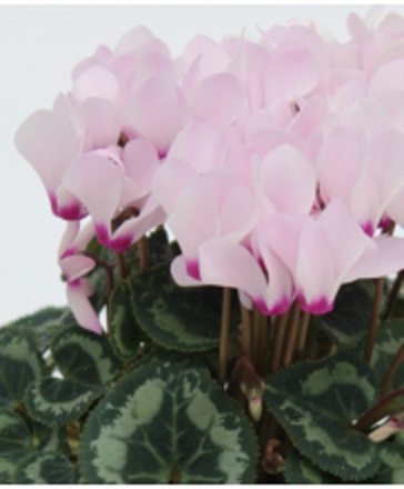Цикламен персидский (Cyclamen persicum)