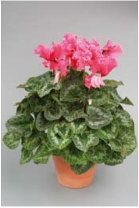 Цикламен персидский (Cyclamen persicum)
