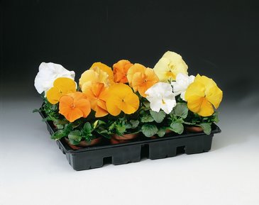 Виола Виттрока (Viola wittrockiana)